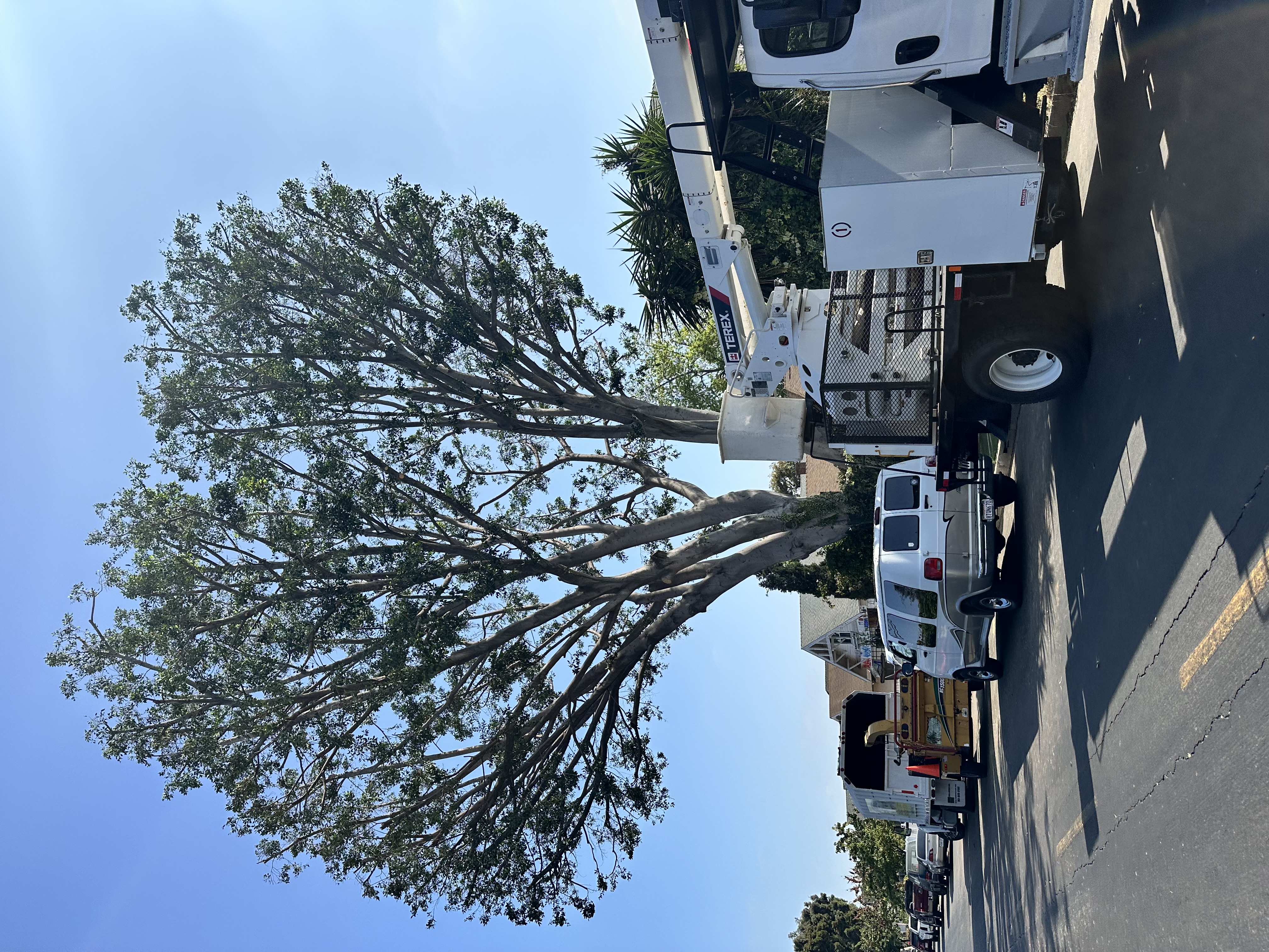 Clean, professional tree trimming result by Tiger Tree Services showing a well-shaped crown after ISA-standard pruning