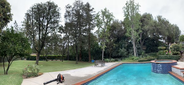 Hollow tree stump cross-section showing severe internal decay detected during a Tiger Tree Services risk assessment in Arcadia