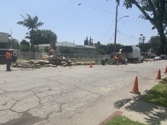 Tiger Tree Services ground crew in safety vests clearing large cut tree logs from a public street with a chipper truck and traffic cones