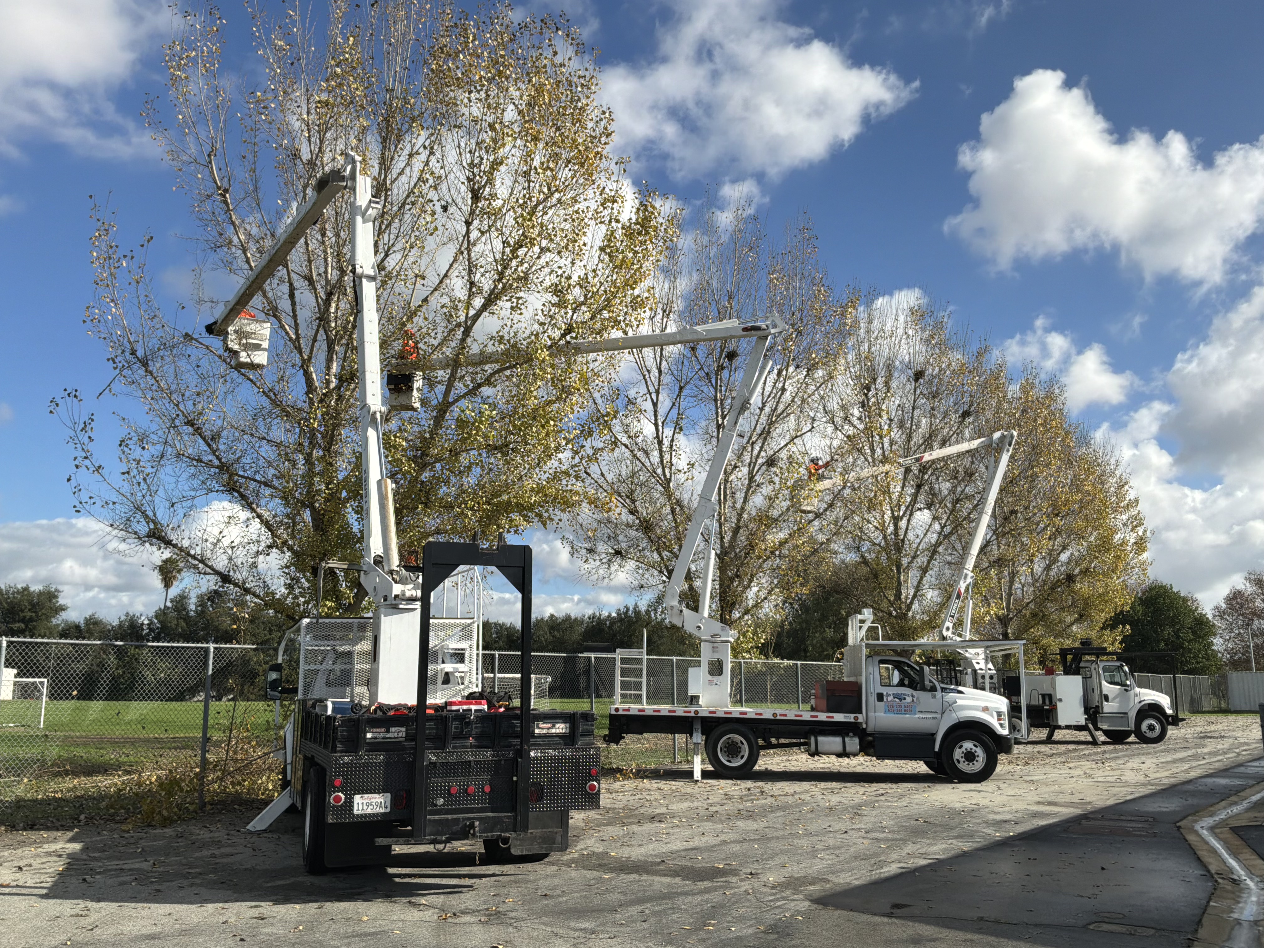 Two Tiger Tree Services aerial bucket trucks trimming large deciduous trees at a California school campus in autumn