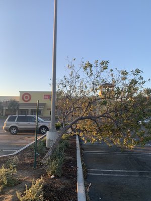 Fallen tree branch emergency at a Target commercial parking lot handled by Tiger Tree Services