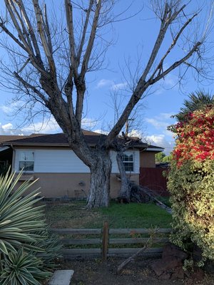 Dead bare tree overhanging a house identified as a hazardous emergency by Tiger Tree Services ISA-certified arborist