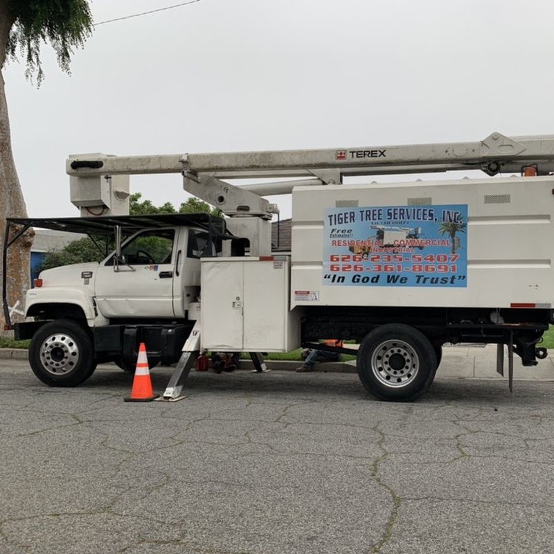 Tiger Tree Services bucket truck with company branding on a roadway eucalyptus tree trimming contract