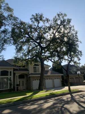 Tiger Tree Services arborist completing a palm pineapple cut and crown reduction on a tall palm tree at a Southern California estate
