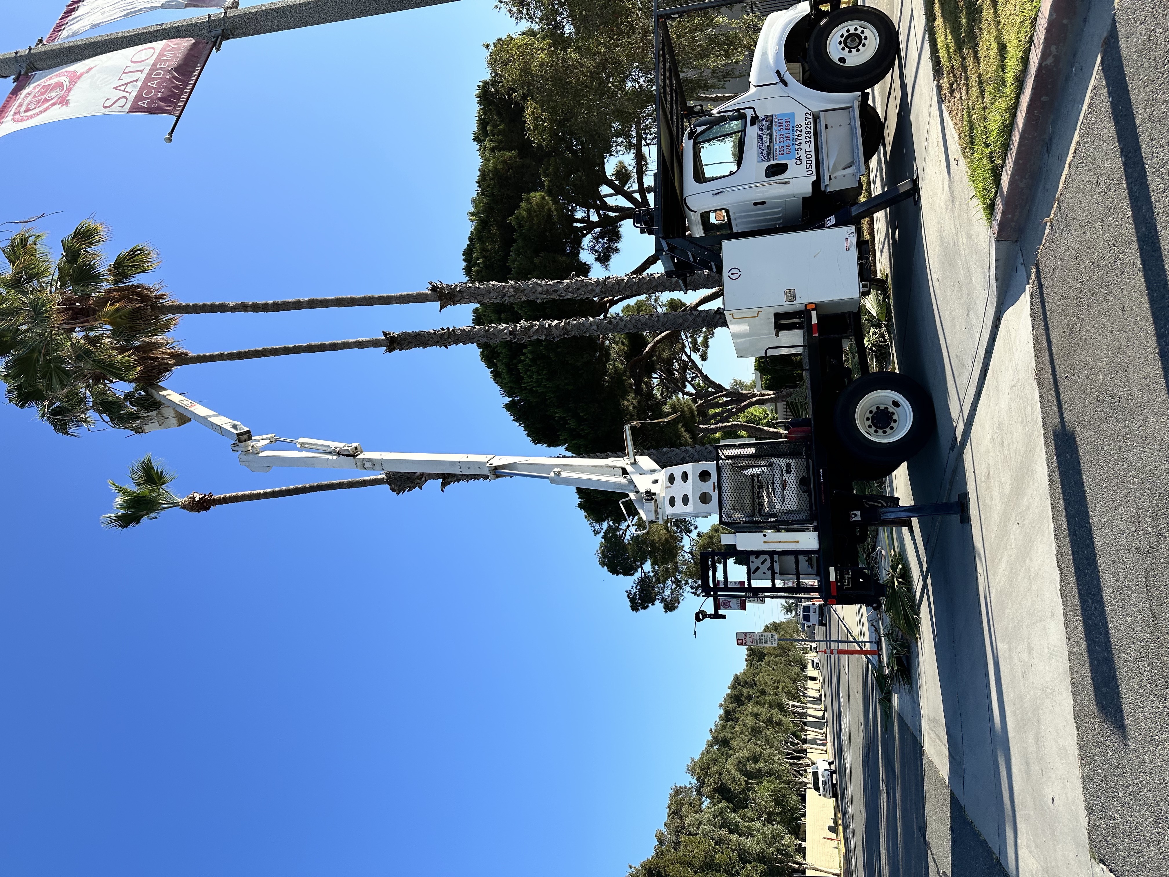 Tiger Tree Services bucket truck trimming tall palms on a San Marino California street with ISA-certified crew
