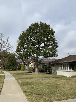Large healthy oak tree in a San Marino California front yard after professional pruning by Tiger Tree Services