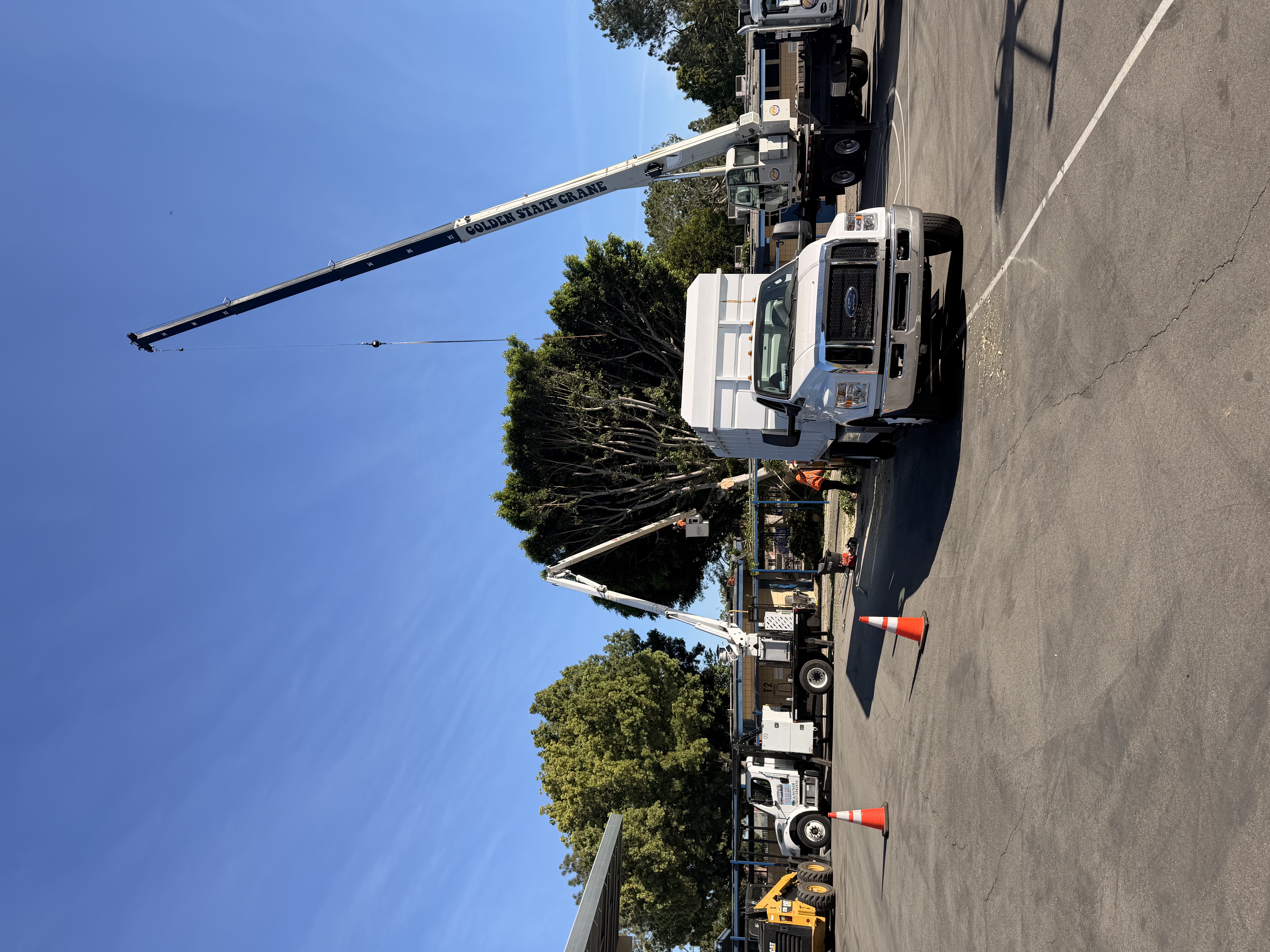 Three Tiger Tree Services vehicles including a crane and bucket trucks removing large trees from a school parking lot in California
