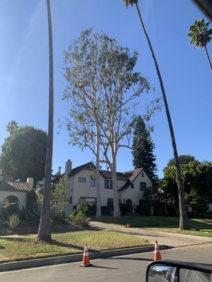 Tiger Tree Services crew removing a large tree beside a Southern California residential home