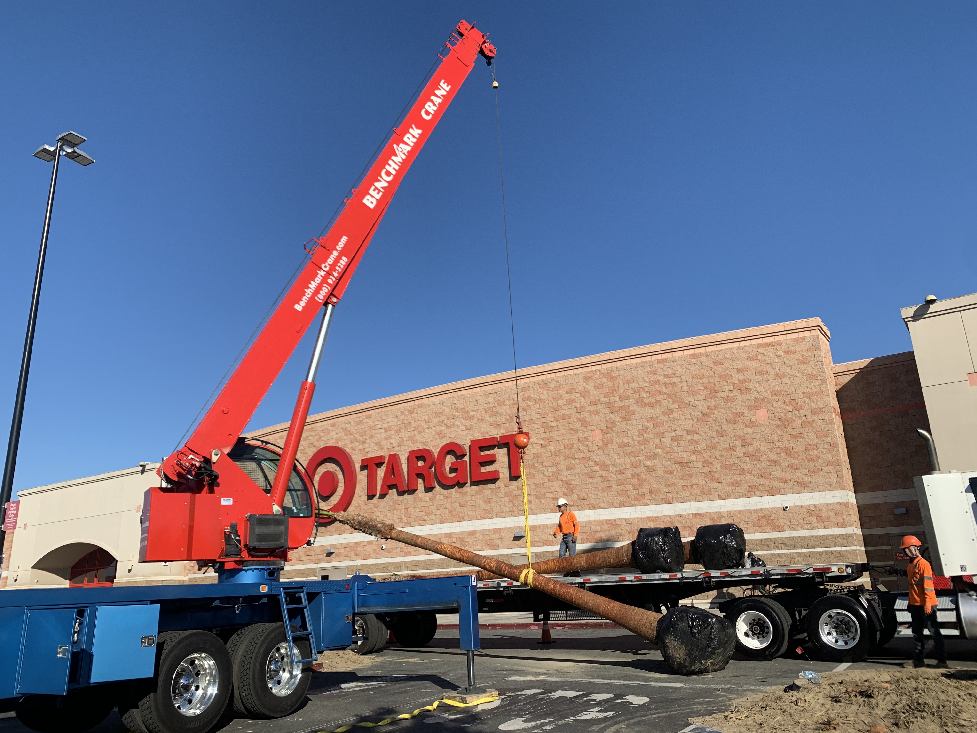 Benchmark Crane and Tiger Tree Services crew installing a 45-foot palm tree at a Target store in Southern California