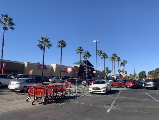 Tiger Tree Services completing palm tree skinning at a Target store parking lot with multiple palms trimmed