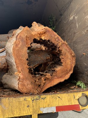 ISA-certified Tiger Tree Services arborist conducting a structural decay evaluation on a large California tree showing internal rot