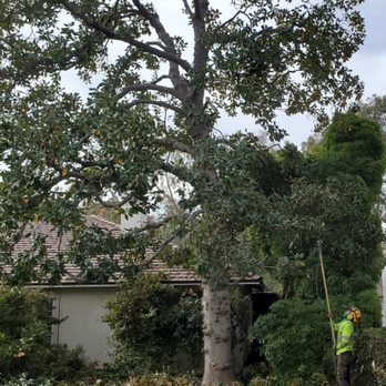 Tiger Tree Services arborist using a pole saw to prune a large magnolia tree at a residential property in Southern California